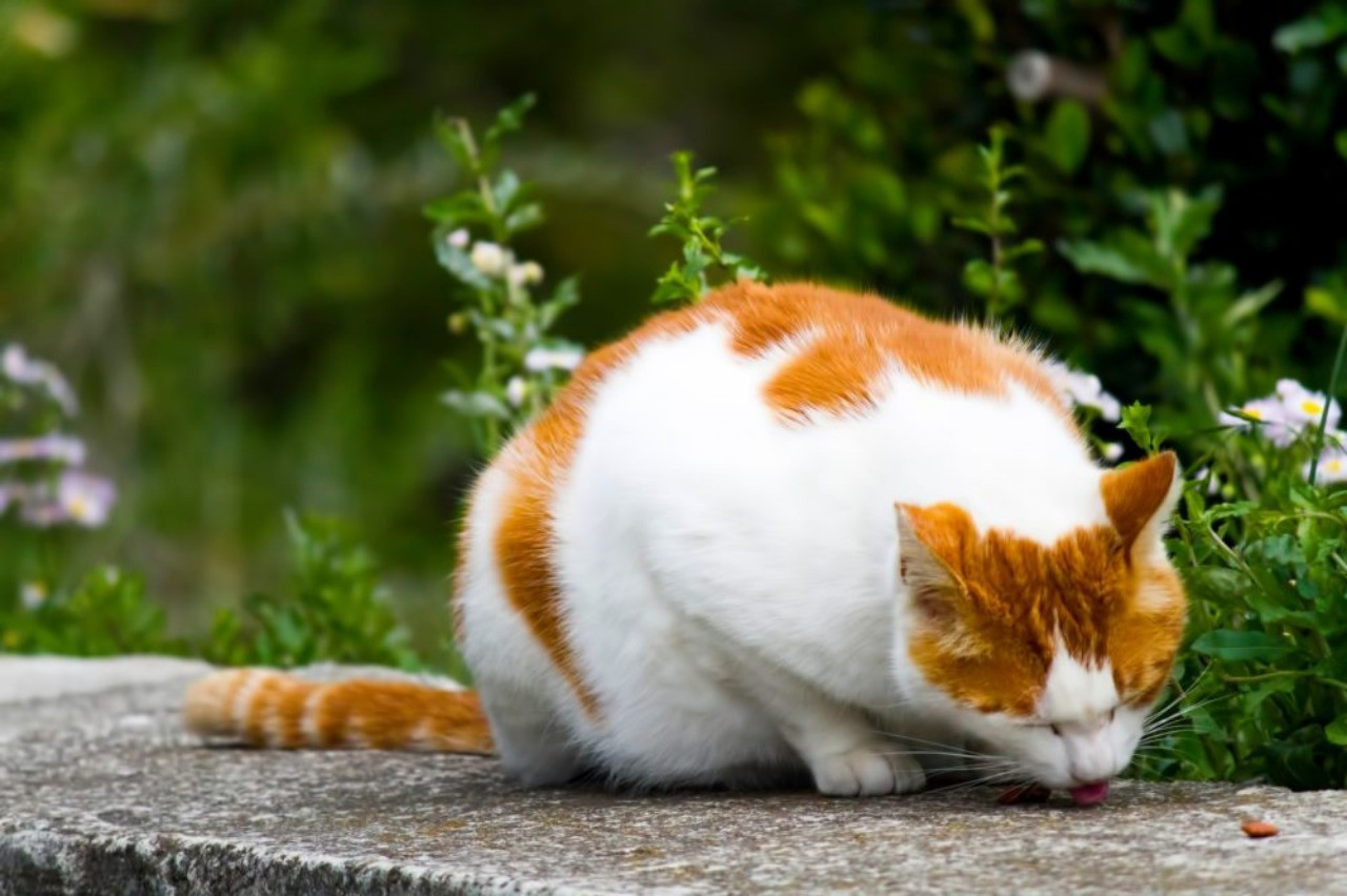 【３０代４０代女性にオススメ記事】実は猫背は簡単に変えられる！？猫背と「肩こり」「腰痛」の関係性！